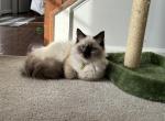 Belle - Ragdoll Cat For Sale - Kearneysville, WV, US