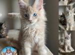 Sir Fluffington - Maine Coon Kitten For Sale - Leominster, MA, US