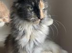 Choco - Maine Coon Cat For Sale - 