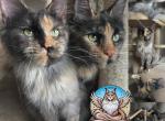Cocoa - Maine Coon Cat For Sale - Leominster, MA, US