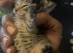 Blackey - Maine Coon Kitten For Sale - 