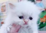 Parfait - Ragamuffin Kitten For Sale - Austin, TX, US