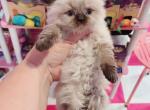 Jasmine - Ragamuffin Kitten For Sale - Austin, TX, US