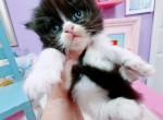 Oreo - Persian Kitten For Sale - Austin, TX, US
