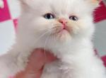 Sprite - Ragamuffin Kitten For Sale - Austin, TX, US