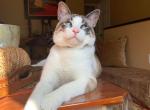 Sara - Siamese Cat For Sale - NE, US