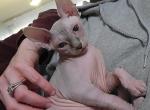 Remi - Sphynx Kitten For Sale - Rockford, IL, US