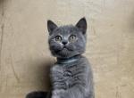 Ash - Scottish Straight Kitten For Sale - Arvada, CO, US