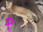 Retired Savannahs - Savannah Cat For Sale/Retired Breeding - Fort Myers, FL, US