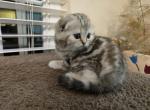 Stella - Scottish Fold Kitten For Sale - Philadelphia, PA, US