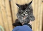 Maine Coon Boy - Maine Coon Kitten For Sale - Absarokee, MT, US