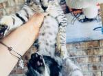 Savannah Coon male - Savannah Kitten For Sale - FL, US