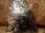 Axel - Persian Kitten For Sale - Frisco, TX, US