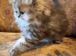 Tipper - Persian Kitten For Sale - Frisco, TX, US
