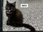 Autumn's Maine Coon Litter - Maine Coon Kitten For Sale - Lancaster, OH, US