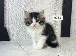 Mimi's Ragdoll Litter - Ragdoll Kitten For Sale - Lancaster, OH, US