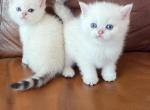 Evaleen - British Shorthair Kitten For Sale - Los Angeles, CA, US