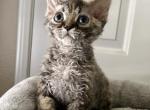 Orange - Devon Rex Kitten For Sale - 