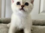 Kittens A - British Shorthair Kitten For Sale - 