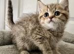 Kitten - British Shorthair Kitten For Sale - 