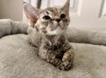 Kitten JoJo - Devon Rex Kitten For Sale - Rancho Cucamonga, CA, US