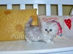 Juliet - Persian Kitten For Sale - Tampa, FL, US