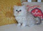 RESERVED Elmer - Persian Kitten For Sale - Tampa, FL, US