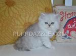 Marshmallow - Persian Kitten For Sale - Tampa, FL, US