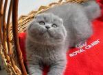 Iriska - Scottish Fold Kitten For Sale - Hollywood, FL, US