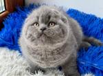 Indy - Scottish Fold Kitten For Sale - Hollywood, FL, US