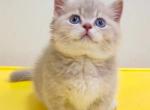 Ben - Munchkin Kitten For Sale - Chino, CA, US