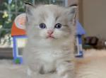 Seal lynx bicolor Male - Ragdoll Kitten For Sale - Fontana, CA, US