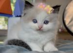 Seal bicolor Female - Ragdoll Kitten For Sale - Fontana, CA, US