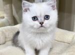 Quizno - Scottish Straight Kitten For Sale - Vancouver, WA, US