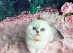 Quentin - Scottish Fold Kitten For Sale - Vancouver, WA, US