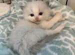 Ragdoll females - Ragdoll Kitten For Sale - Boca Raton, FL, US