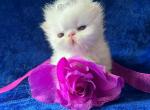 Himalayan Persian Babies - Himalayan Kitten For Sale - 