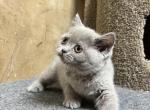 Willow - Scottish Straight Kitten For Sale - Arvada, CO, US