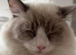 Junie - Ragdoll Cat For Adoption - Brunswick, OH, US