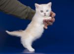 Damsel - Munchkin Kitten For Sale - Norwalk, CT, US