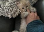 Seal point lynx mink female - Ragdoll Kitten For Sale - San Diego, CA, US