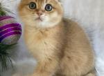 Scottish Fold Golden Chinchilla Becky - Scottish Straight Kitten For Sale - Boston, MA, US