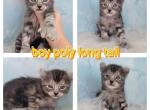 Male poly long hair Longtail - Highlander Kitten For Sale - Monroe, MI, US