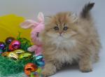 Petunia - Persian Kitten For Sale - 