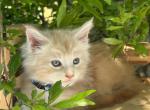 Big Red - Maine Coon Kitten For Sale - CA, US