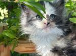 Sybil - Maine Coon Kitten For Sale - CA, US
