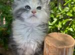 Pearl - Maine Coon Kitten For Sale - CA, US