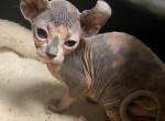 Fiona - Sphynx Cat For Sale - Lubbock, TX, US