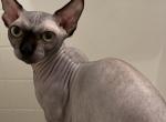 Deal Bambino sphynx male cat black solid color - Bambino Cat For Sale - 