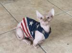 Bambino male cat seal point color - Bambino Kitten For Sale - Miami, FL, US